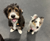 Doggy Manners Class