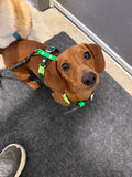 BioThane® Dog Harness – Small/Puppy, Waterproof, Adjustable