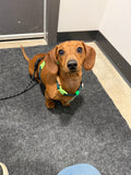 BioThane® Dog Harness – Small/Puppy, Waterproof, Adjustable