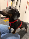 Small/Puppy BioThane® Harness