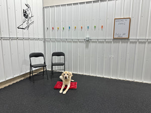 Adolescent/Adult Dog Manners Class