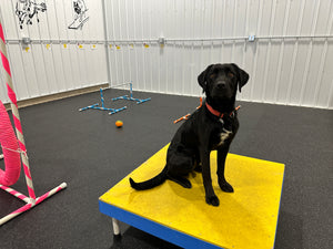Recreational (AKA Just for FUN) Agility Class
