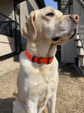 65lb Yellow Lab with our 1" Orange Biothane Dog Collar with Black Hardware