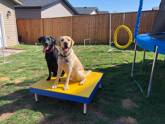 Dog Agility Pause Table