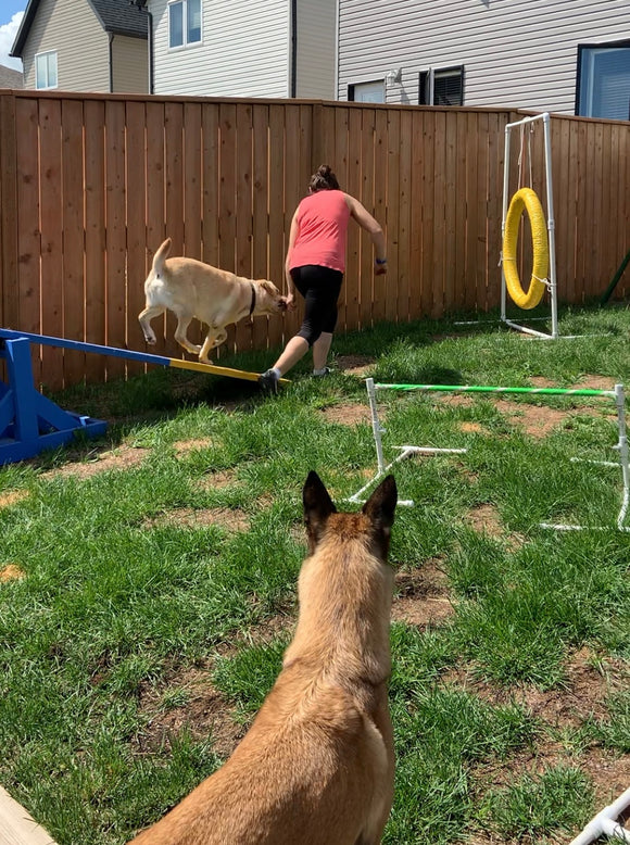 Dog Agility Teeter Totter (SeeSaw)